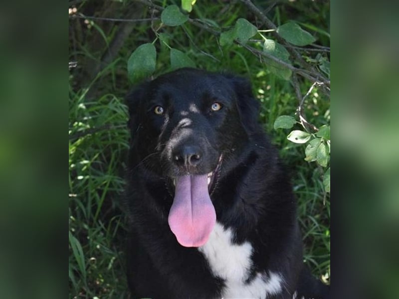 Annie, Liebe Pur sucht sie ihr Zuhause ausserhalb des Tierheims