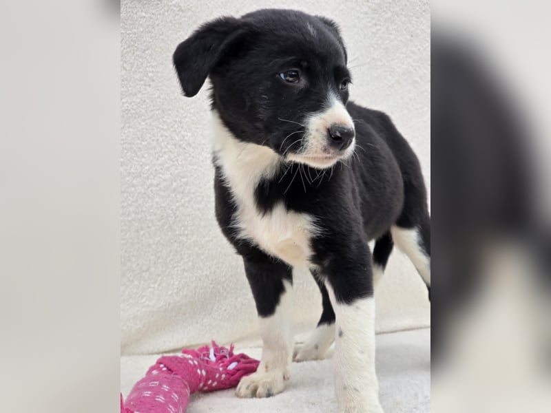 Nina, eine von 7 wundervollen Zwergen
