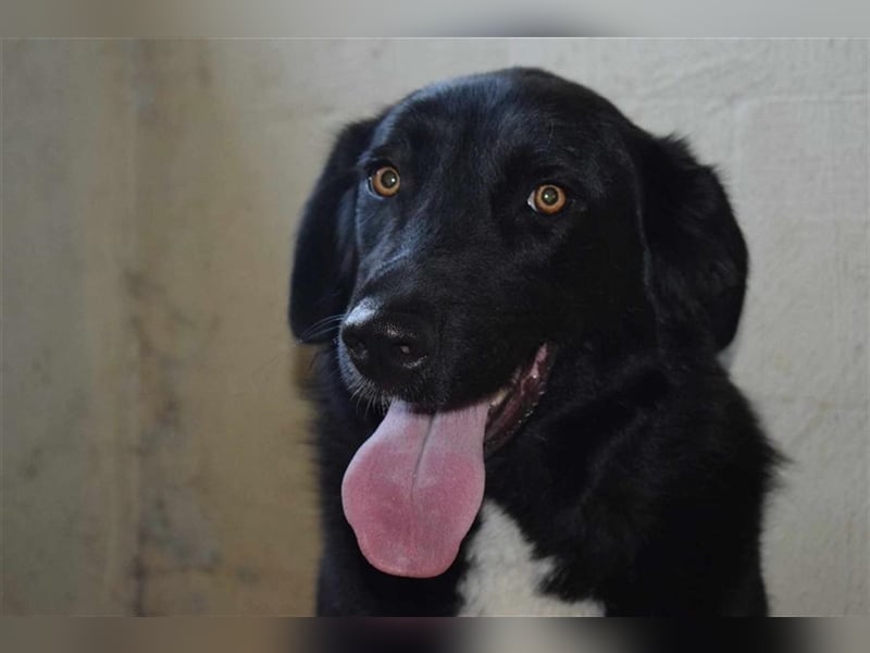 Annie, Liebe Pur sucht sie ihr Zuhause ausserhalb des Tierheims