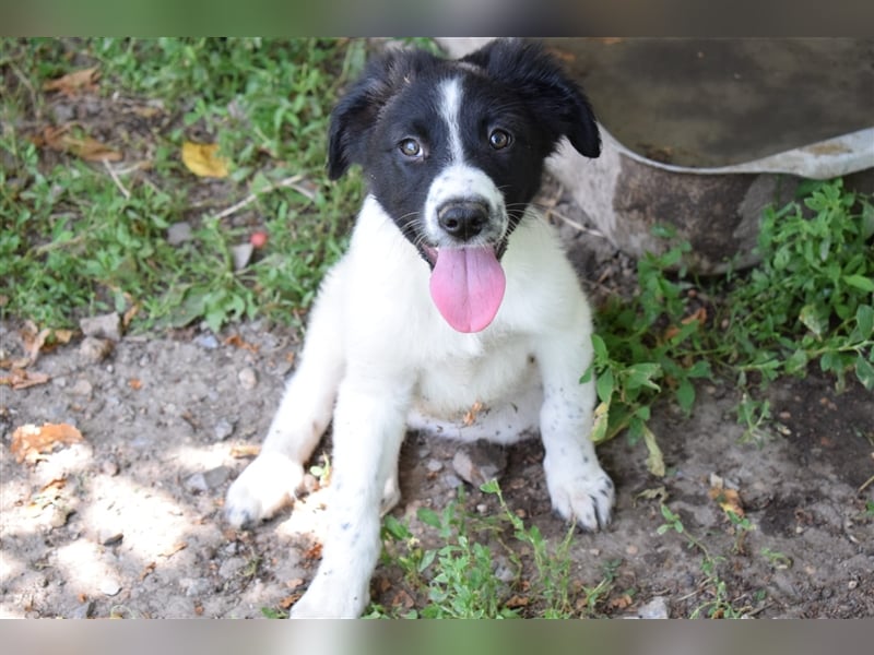 Rika, RESERVIERT eine der Welpen aus dem Horrorhaus in Bulgarien