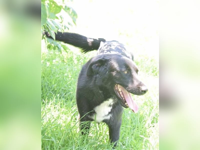 Annie, Liebe Pur sucht sie ihr Zuhause ausserhalb des Tierheims