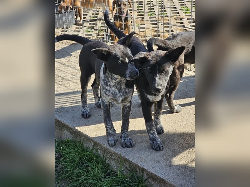 Hanne, süsse Maus wurde einfach im Karton entsorgt