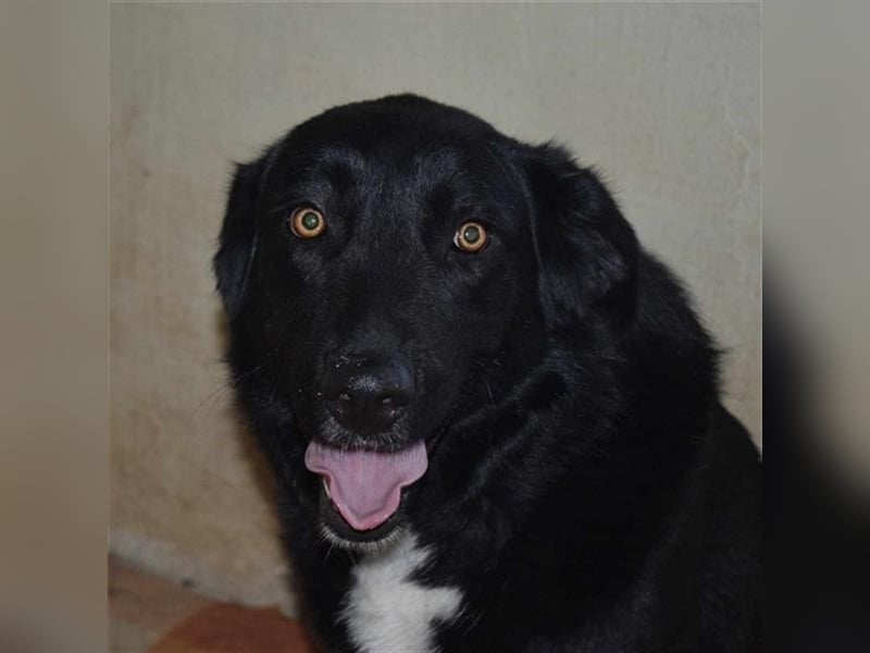 Annie, Liebe Pur sucht sie ihr Zuhause ausserhalb des Tierheims