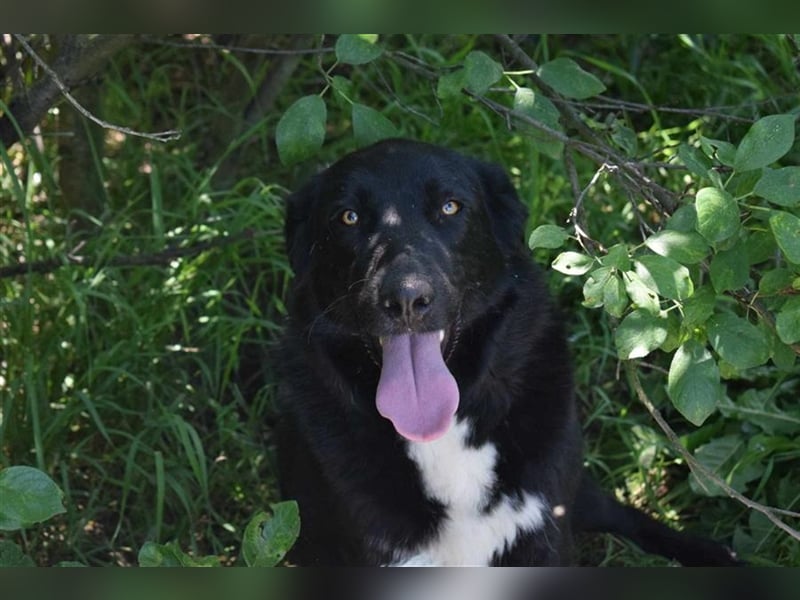 Annie, Liebe Pur sucht sie ihr Zuhause ausserhalb des Tierheims