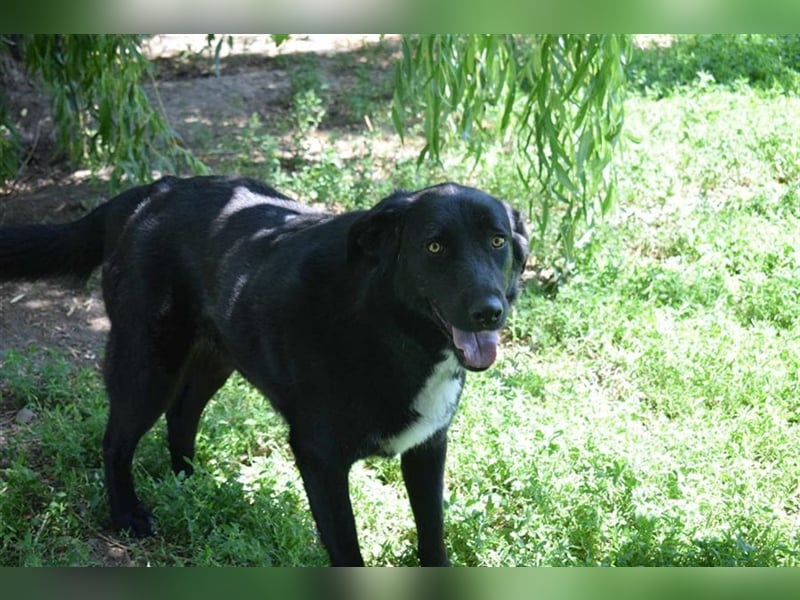 Annie, Liebe Pur sucht sie ihr Zuhause ausserhalb des Tierheims