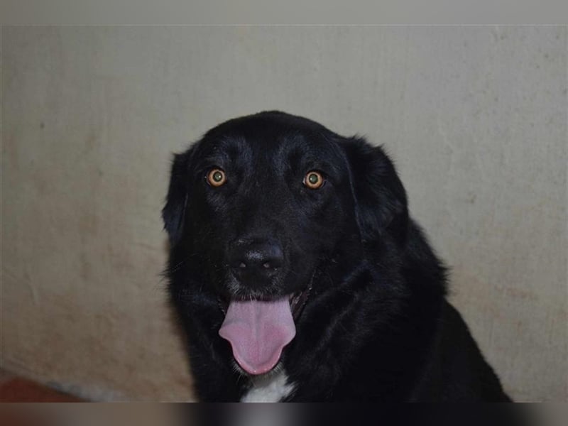Annie, Liebe Pur sucht sie ihr Zuhause ausserhalb des Tierheims