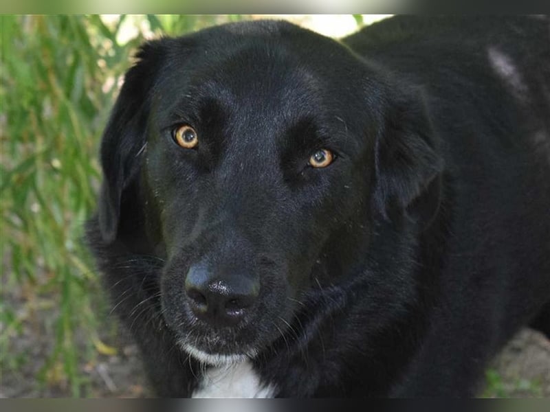 Annie, Liebe Pur sucht sie ihr Zuhause ausserhalb des Tierheims