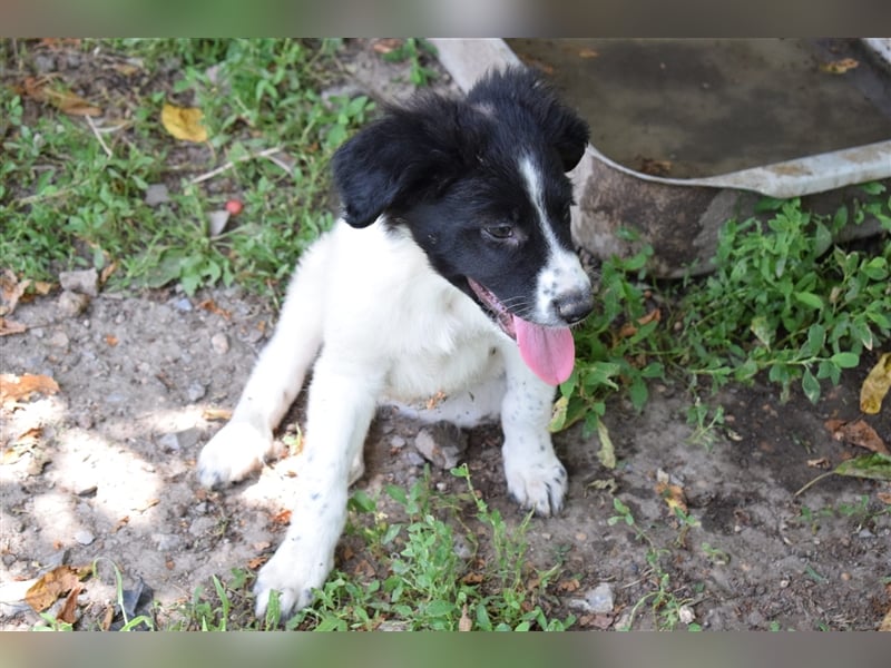 Rika, RESERVIERT eine der Welpen aus dem Horrorhaus in Bulgarien