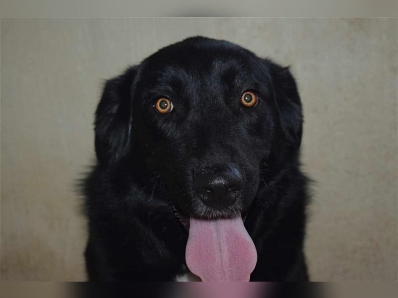 Annie, Liebe Pur sucht sie ihr Zuhause ausserhalb des Tierheims