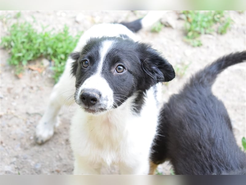 Rika, RESERVIERT eine der Welpen aus dem Horrorhaus in Bulgarien