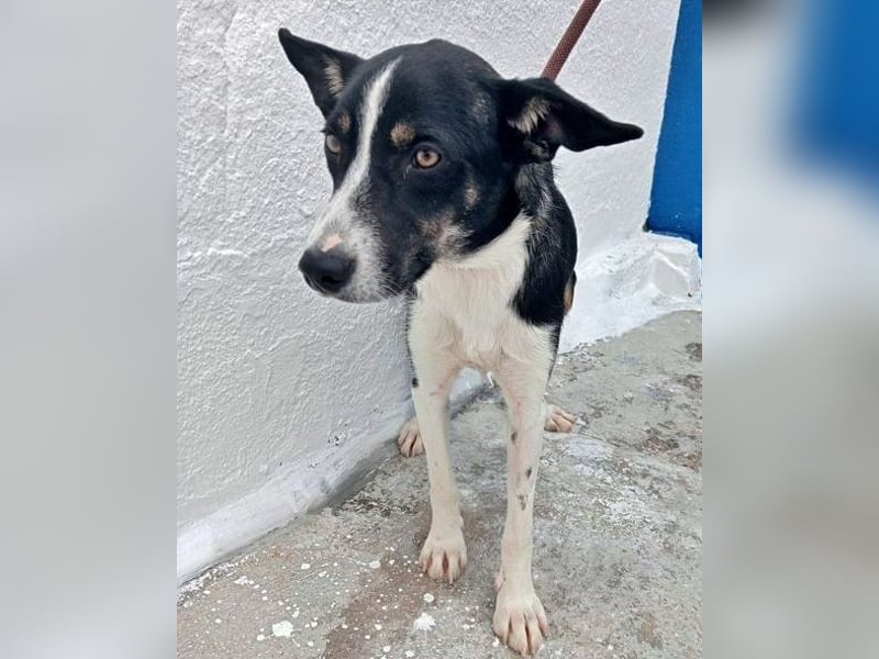Sarabi, schüchterne junge Lady, sucht wie ihre Geschwister ein Zuhause