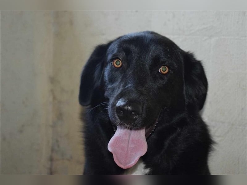 Annie, Liebe Pur sucht sie ihr Zuhause ausserhalb des Tierheims