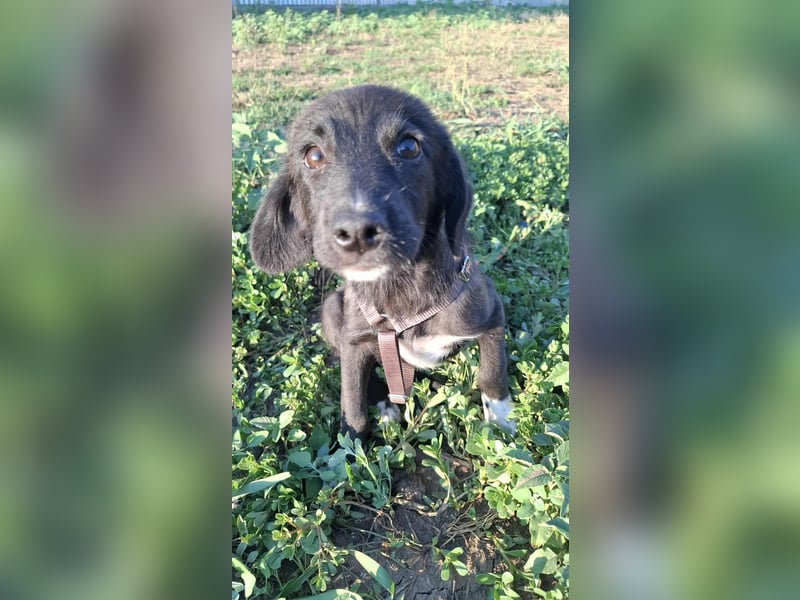 Izzy, hast Du ein Körbchen für mich?