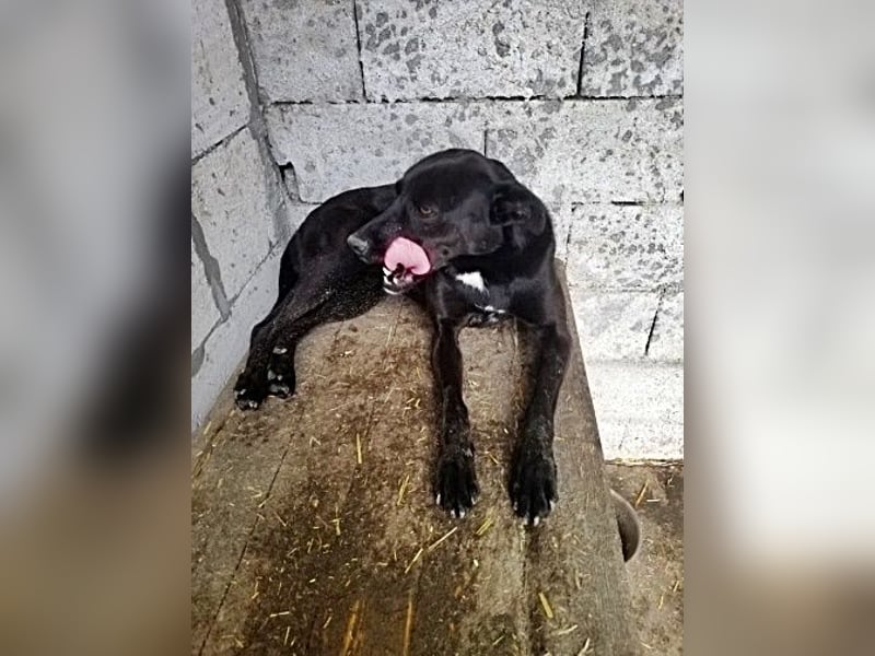 Bella, sehr menschenbezogen
