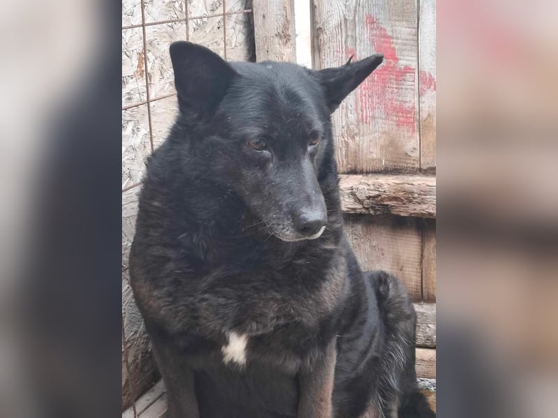 Frieda, sucht einen Gnadenplatz