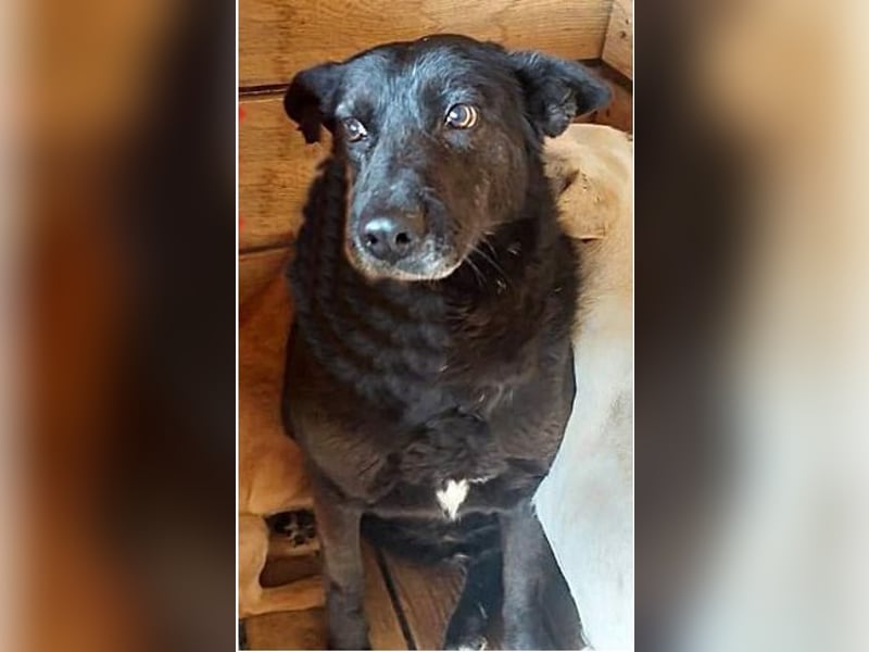 Frieda, sucht einen Gnadenplatz