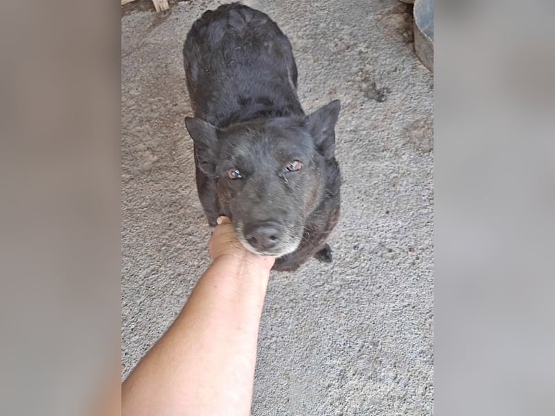 Frieda, sucht einen Gnadenplatz