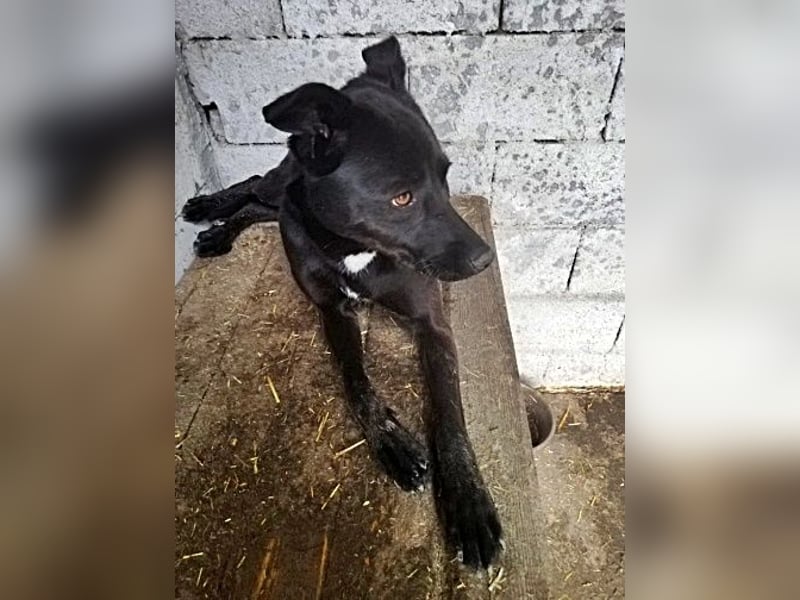 Bella, sehr menschenbezogen