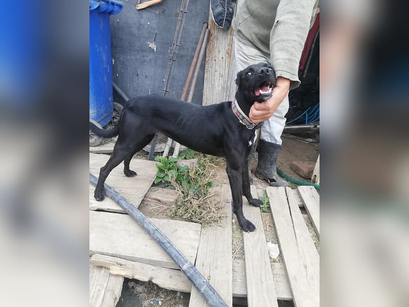 Bella, sehr menschenbezogen
