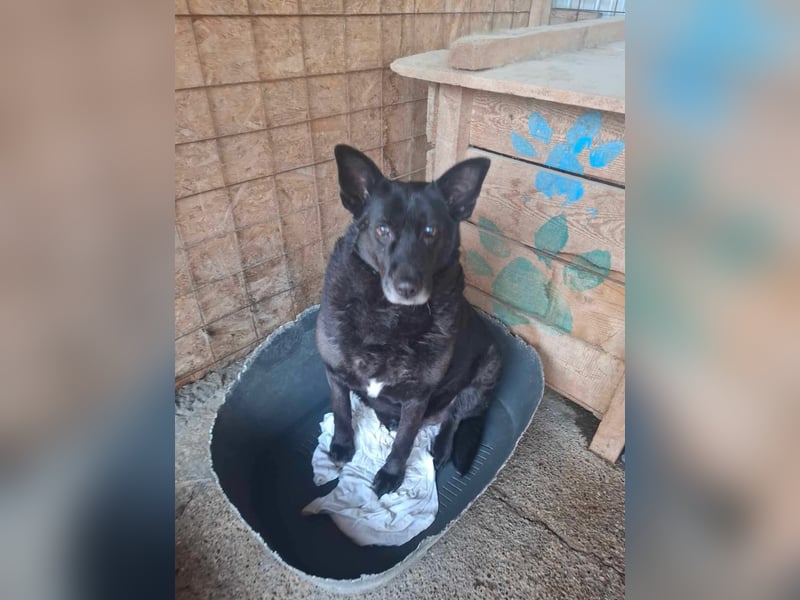 Frieda, sucht einen Gnadenplatz