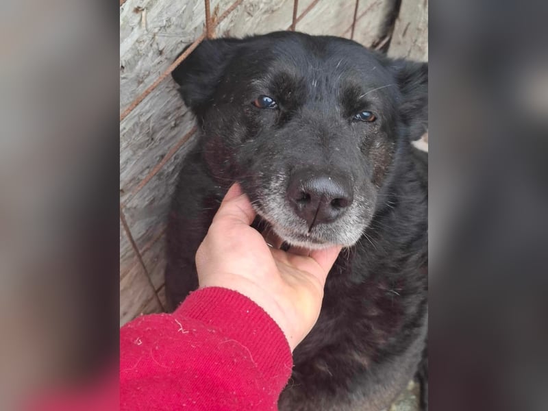 Frieda, sucht einen Gnadenplatz