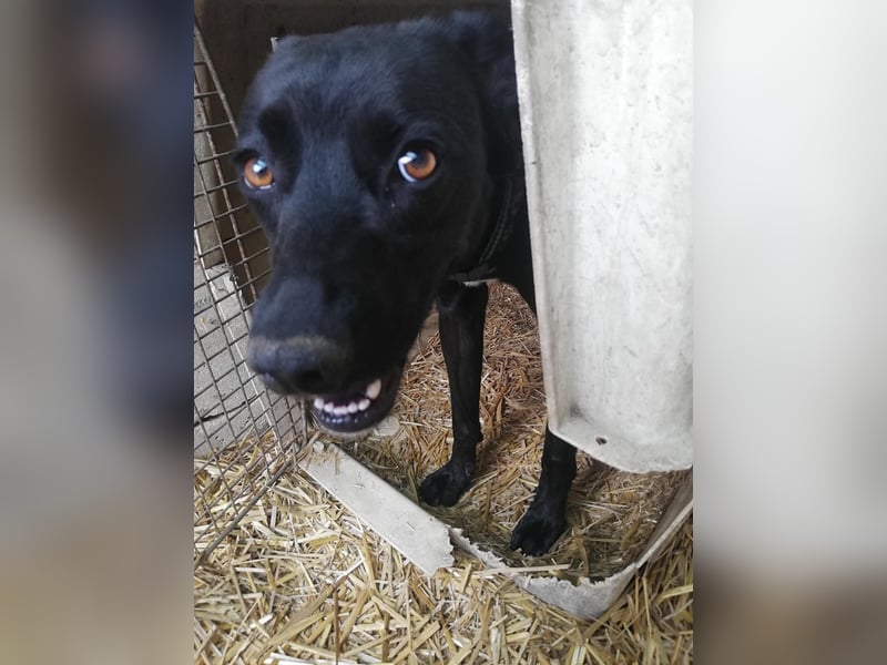 Bella, sehr menschenbezogen