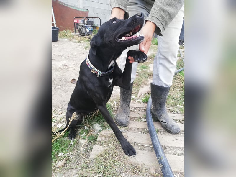 Bella, sehr menschenbezogen