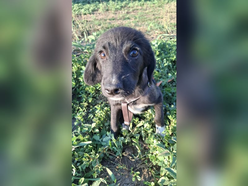 Izzy, hast Du ein Körbchen für mich?