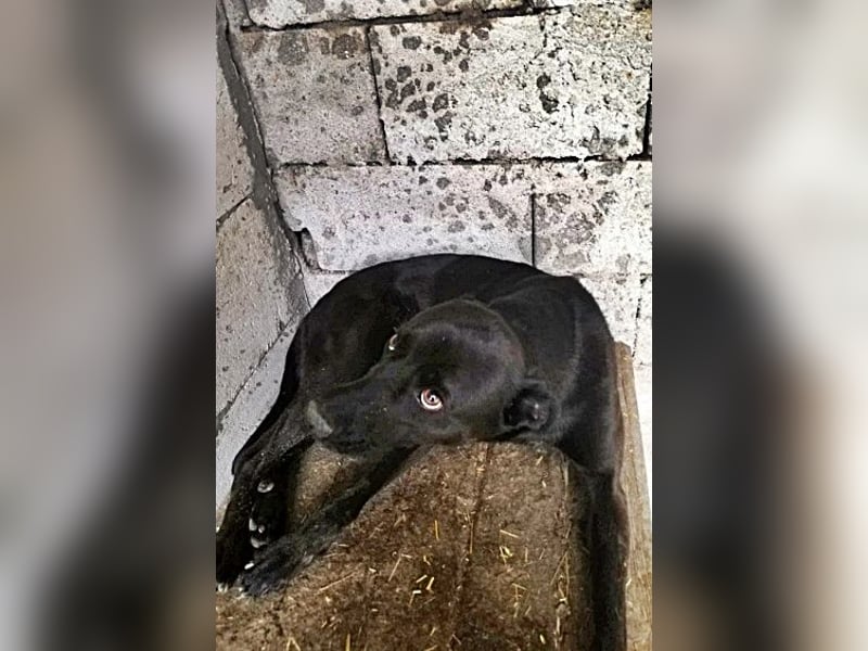 Bella, sehr menschenbezogen