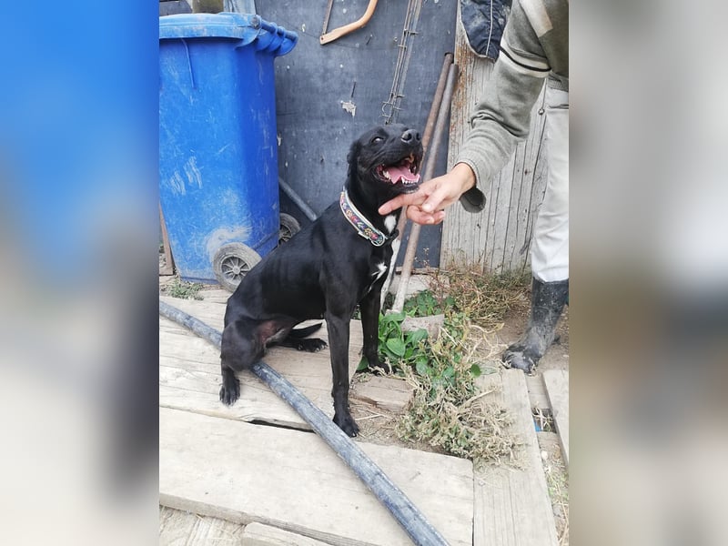 Bella, sehr menschenbezogen