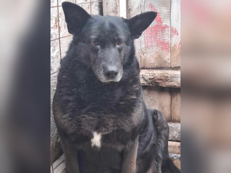 Frieda, sucht einen Gnadenplatz