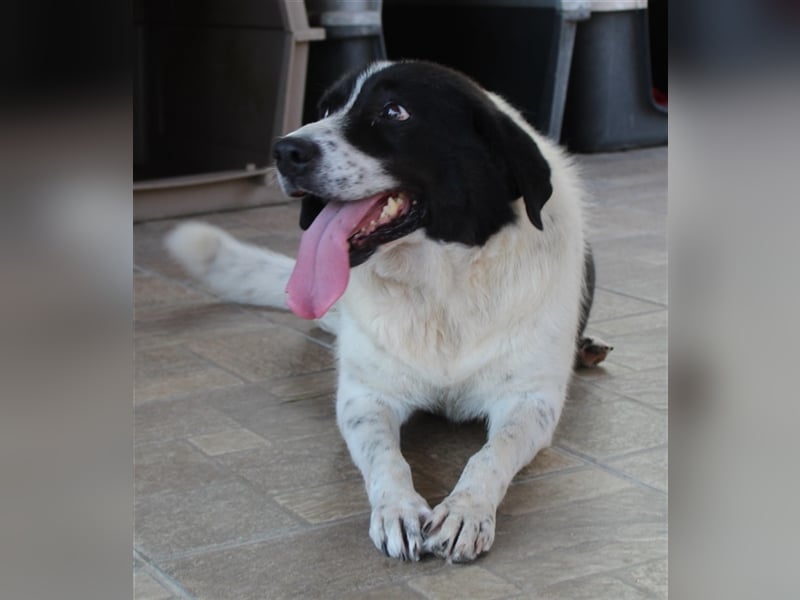 Mariel, geb. ca. 08/2016 , lebt in GRIECHENLAND, bei Kassiani in Serres