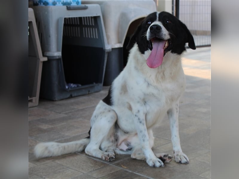 Mariel, geb. ca. 08/2016 , lebt in GRIECHENLAND, bei Kassiani in Serres