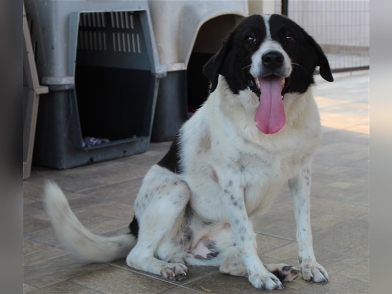 Mariel, geb. ca. 08/2016 , lebt in GRIECHENLAND, bei Kassiani in Serres