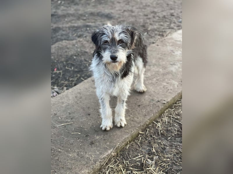 Anuk sucht liebevolles zu Hause