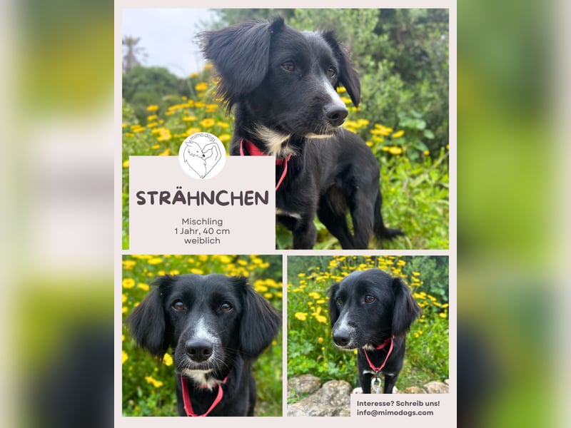 Strähnchen – Zarter Name, großes Herz