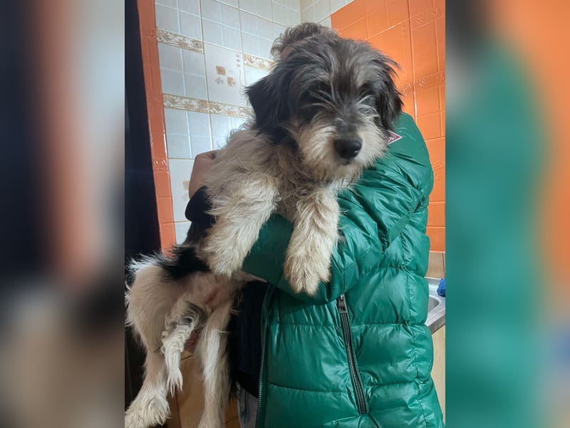 Anuk sucht liebevolles zu Hause