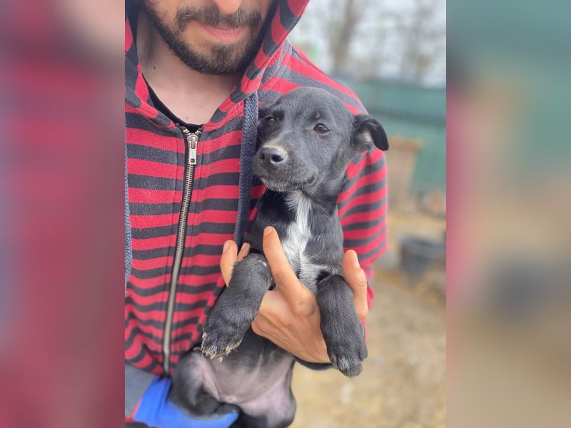 Ronja - möchte nicht Tierheim aufwachsen