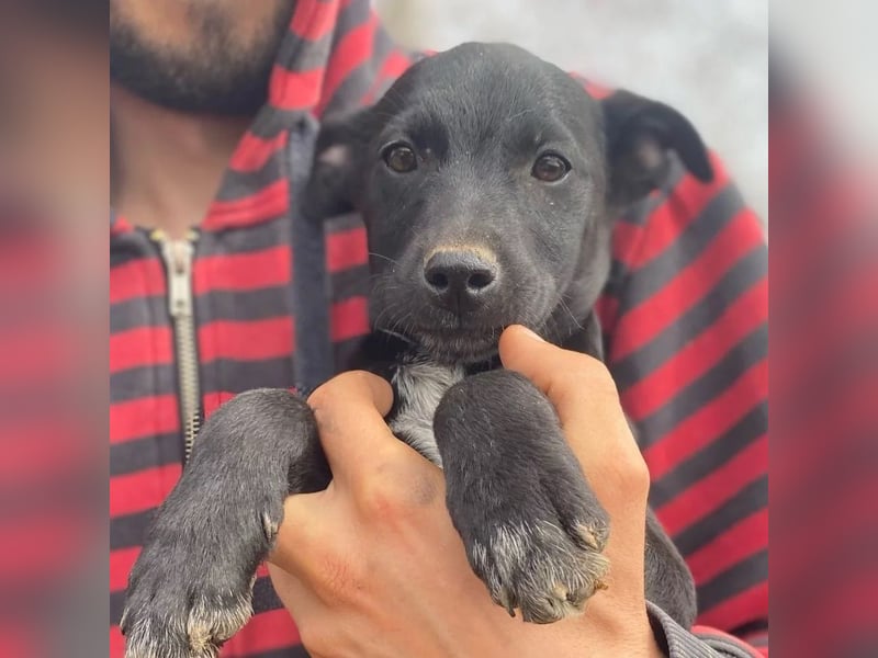 Ronja - möchte nicht Tierheim aufwachsen