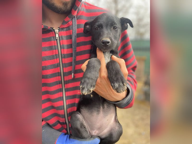 Ronja - möchte nicht Tierheim aufwachsen