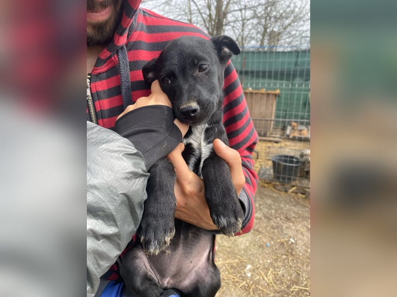 Ronja - möchte nicht Tierheim aufwachsen