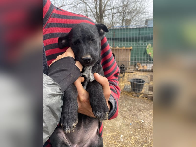 Ronja - möchte nicht Tierheim aufwachsen