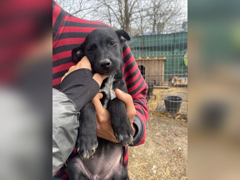 Ronja - möchte nicht Tierheim aufwachsen