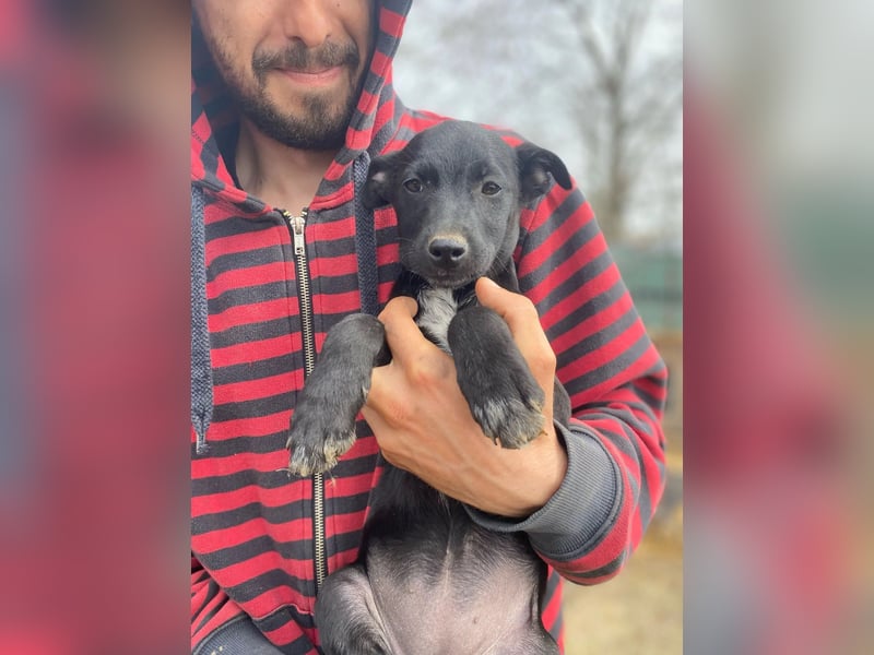 Ronja - möchte nicht Tierheim aufwachsen