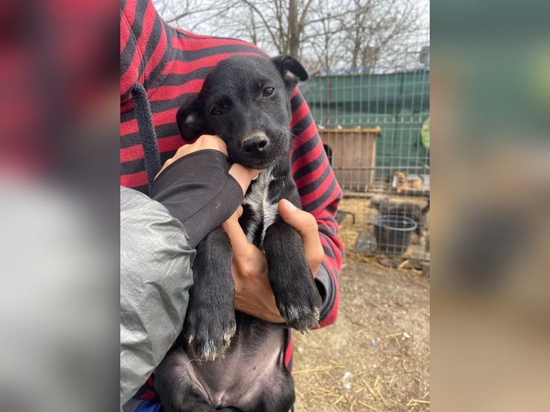 Ronja - möchte nicht Tierheim aufwachsen