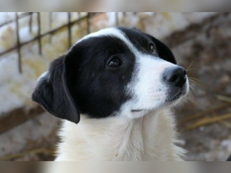 Ziva - freundliche Junghündin