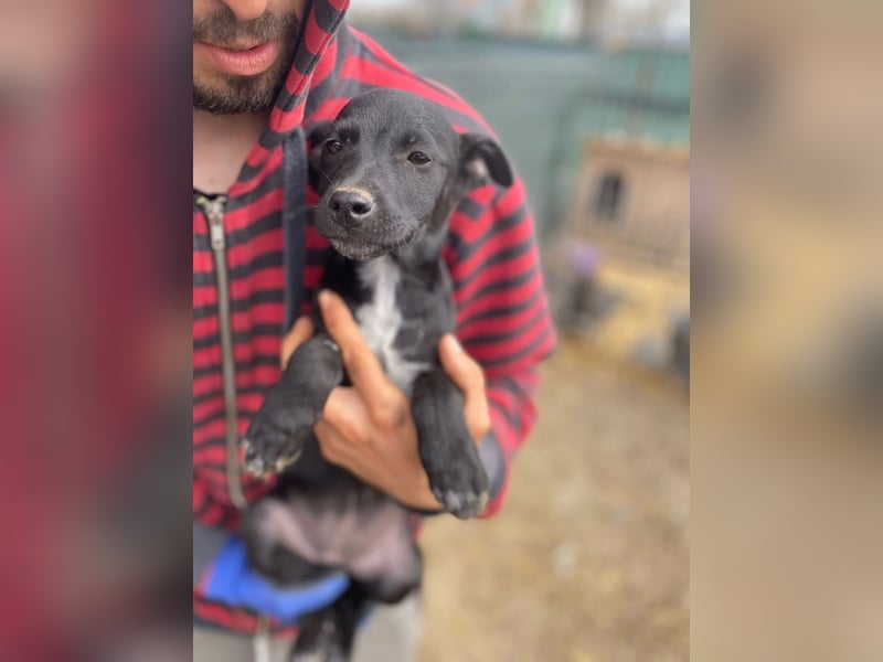 Ronja - möchte nicht Tierheim aufwachsen