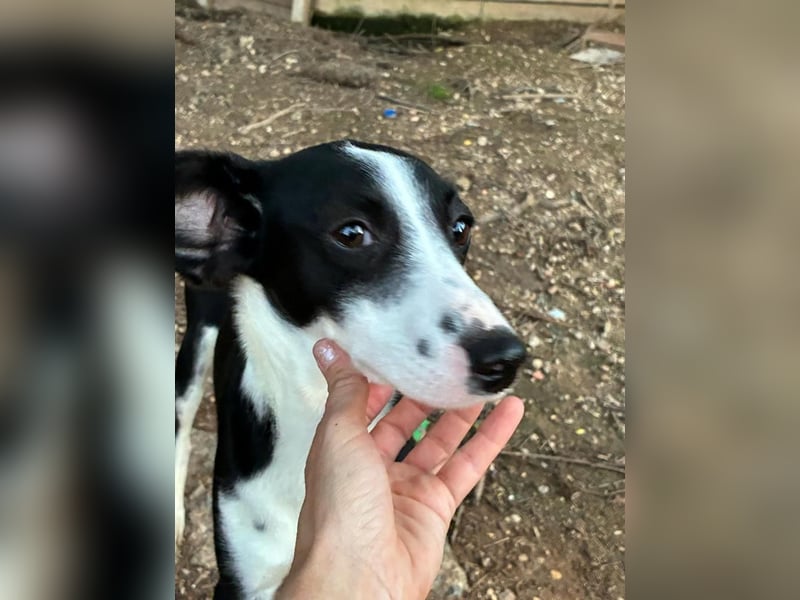 Fröhliche MINNIE lebensfroh, aufgeschlossen, verspielt freut sie sich, das Tierheim zu verlassen