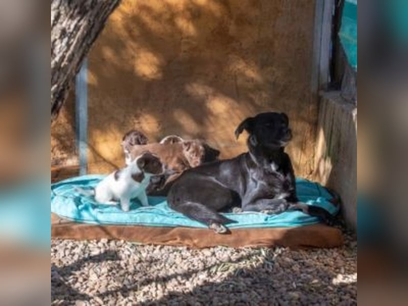 LUNA-lackschwarze Beauty ist bereit für ihre Familie!