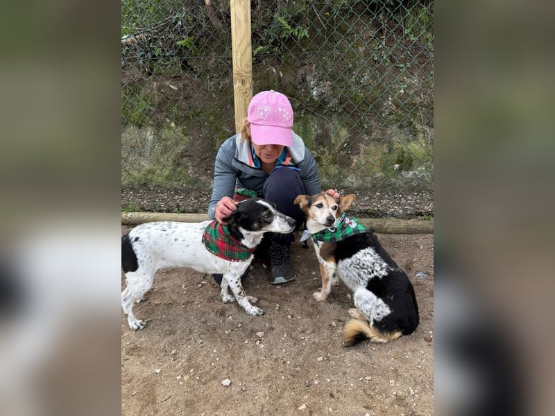 LASSIE-unkompliziert, fröhlich, mit einem Lächeln im Gesicht sucht er liebevolles "Für-immer-Zuhause